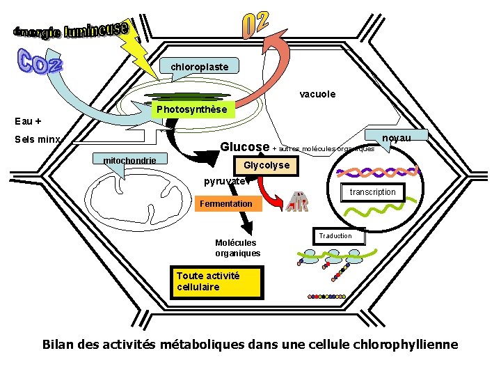 chloroplaste vacuole Photosynthèse Eau + Sels minx Glucose + autres molécules organiques mitochondrie noyau