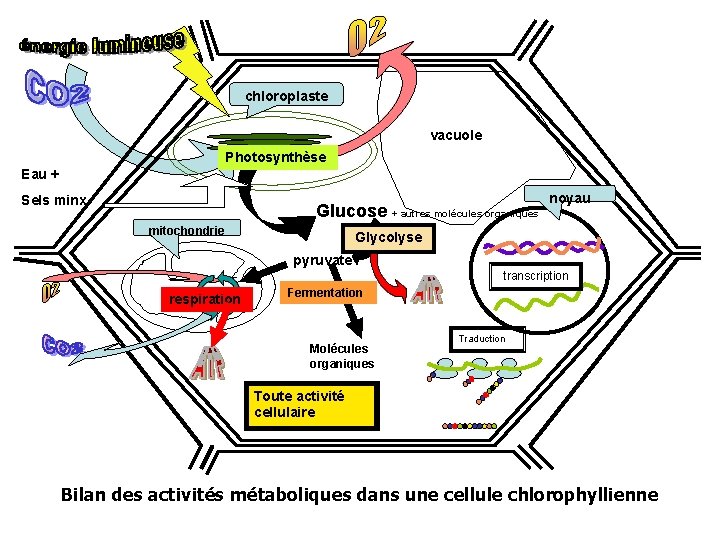 chloroplaste vacuole Photosynthèse Eau + Sels minx Glucose + autres molécules organiques mitochondrie noyau