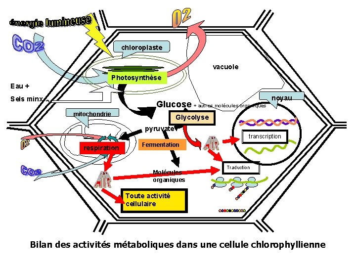 chloroplaste vacuole Photosynthèse Eau + Sels minx Glucose + autres molécules organiques mitochondrie noyau