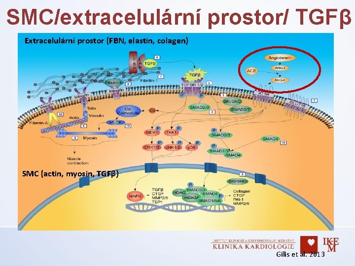 SMC/extracelulární prostor/ TGFβ Extracelulární prostor (FBN, elastin, colagen) SMC (actin, myosin, TGFβ) Gilis et
