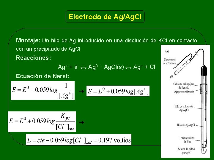 Electrodo de Ag/Ag. Cl Montaje: Un hilo de Ag introducido en una disolución de