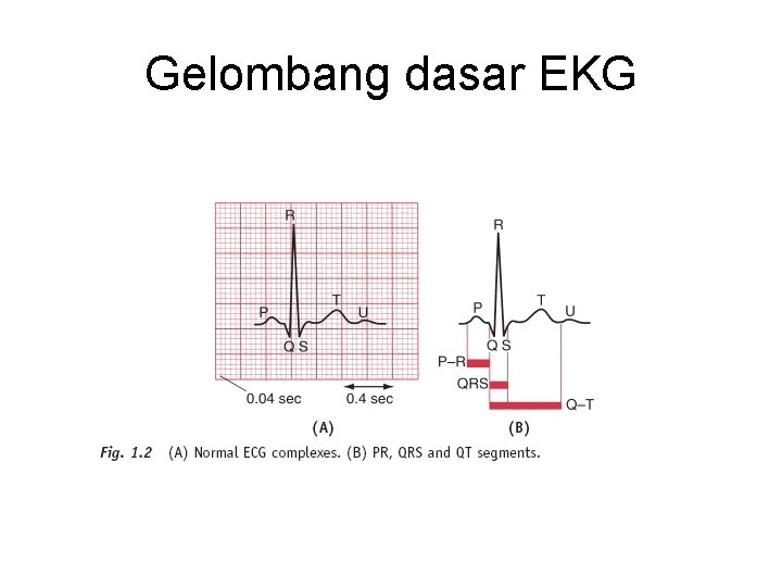 Gelombang dasar EKG 