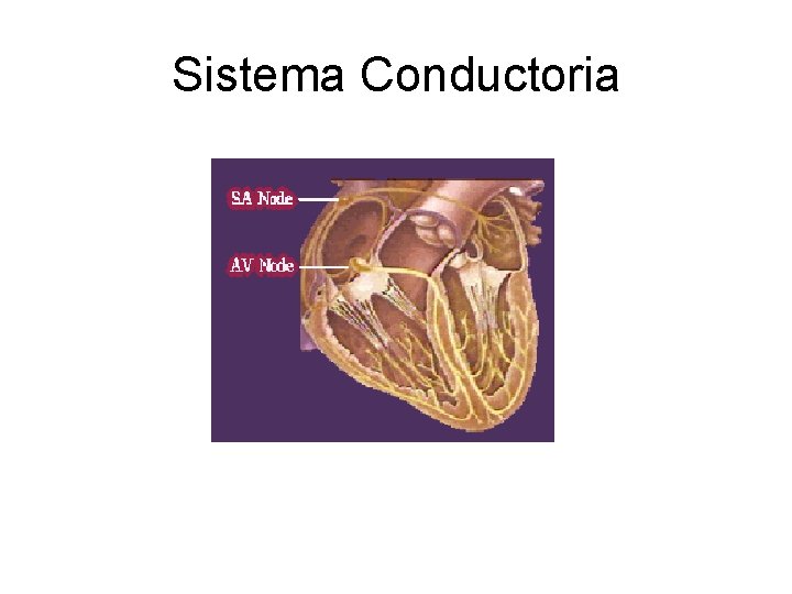 Sistema Conductoria 