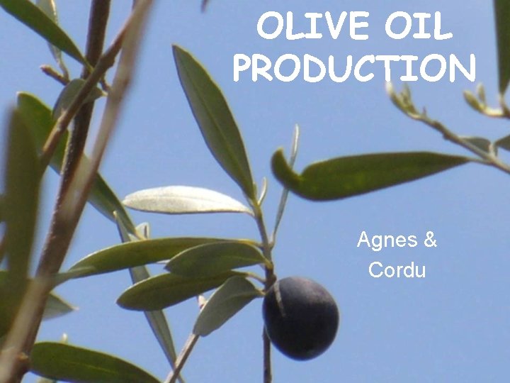 OLIVE OIL PRODUCTION Agnes & Cordu 