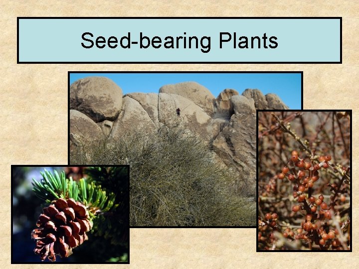 Seed-bearing Plants 