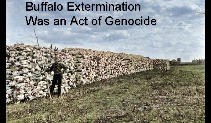 Buffalo Extermination Was an Act of Genocide 