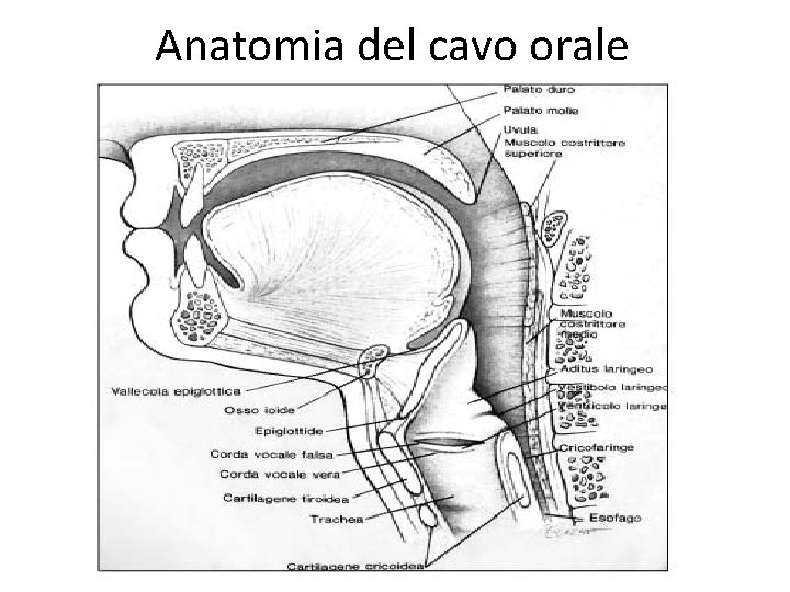 Anatomia del cavo orale 