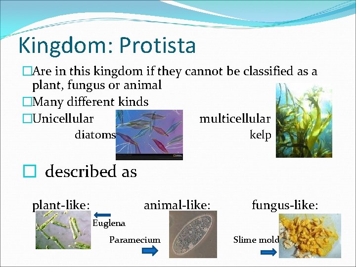 Kingdom: Protista �Are in this kingdom if they cannot be classified as a plant,