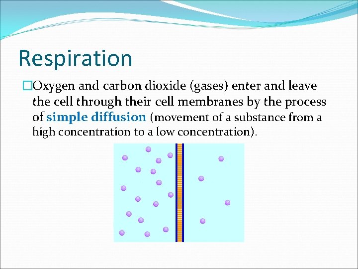 Respiration �Oxygen and carbon dioxide (gases) enter and leave the cell through their cell