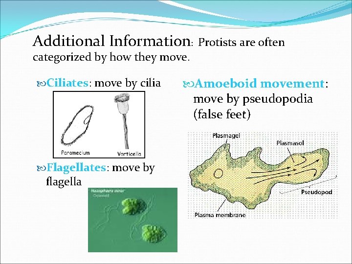 Additional Information: Protists are often categorized by how they move. Ciliates: move by cilia