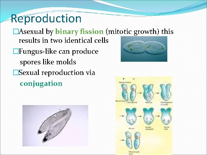 Reproduction �Asexual by binary fission (mitotic growth) this results in two identical cells �Fungus-like