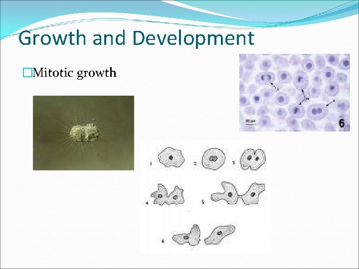 Growth and Development �Mitotic growth 