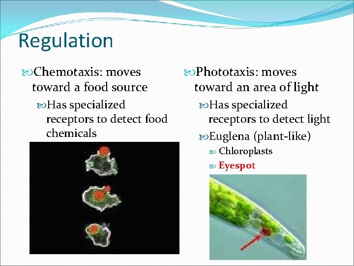 Regulation Chemotaxis: moves toward a food source Has specialized receptors to detect food chemicals