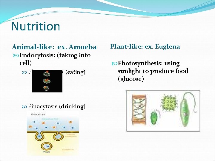 Nutrition Animal-like: ex. Amoeba Endocytosis: (taking into cell) Phagotcytosis (eating) Pinocytosis (drinking) Plant-like: ex.