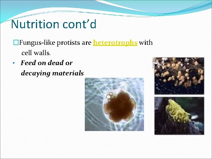 Nutrition cont’d �Fungus-like protists are heterotrophs with cell walls. • Feed on dead or