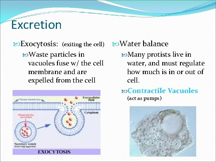 Excretion Exocytosis: (exiting the cell) Water balance Waste particles in Many protists live in