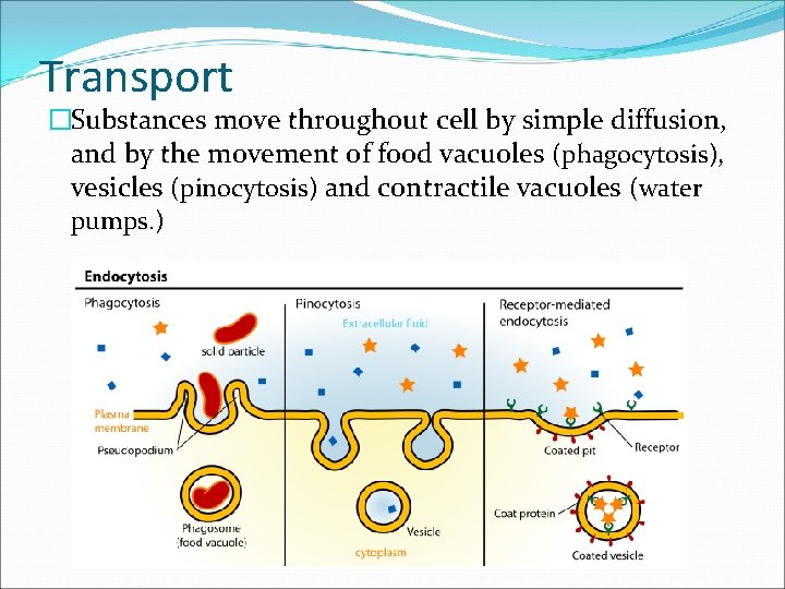 Transport �Substances move throughout cell by simple diffusion, and by the movement of food