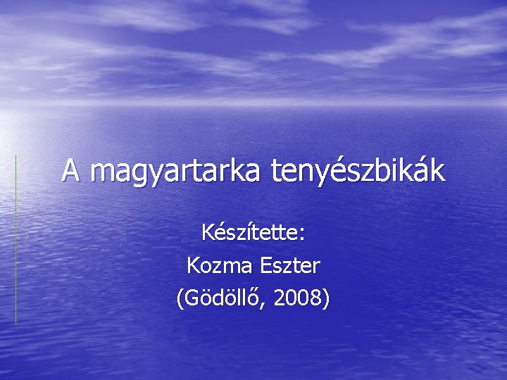 A magyartarka tenyészbikák Készítette: Kozma Eszter (Gödöllő, 2008) 