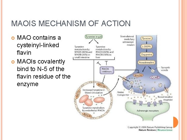 MAOIS MECHANISM OF ACTION MAO contains a cysteinyl-linked flavin MAOIs covalently bind to N-5