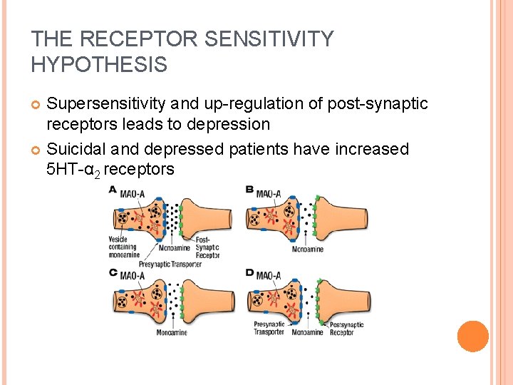 THE RECEPTOR SENSITIVITY HYPOTHESIS Supersensitivity and up-regulation of post-synaptic receptors leads to depression Suicidal