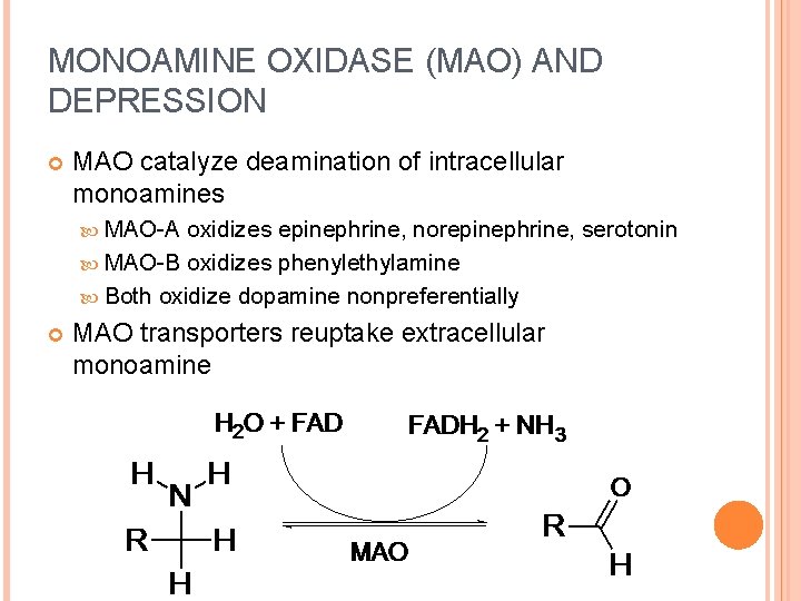 MONOAMINE OXIDASE (MAO) AND DEPRESSION MAO catalyze deamination of intracellular monoamines MAO-A oxidizes epinephrine,