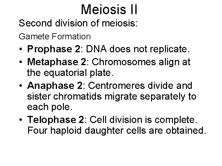 Meiosis II Second division of meiosis: Gamete Formation • Prophase 2: DNA does not