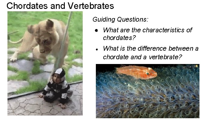 Chordates and Vertebrates Guiding Questions: ● What are the characteristics of chordates? ● What