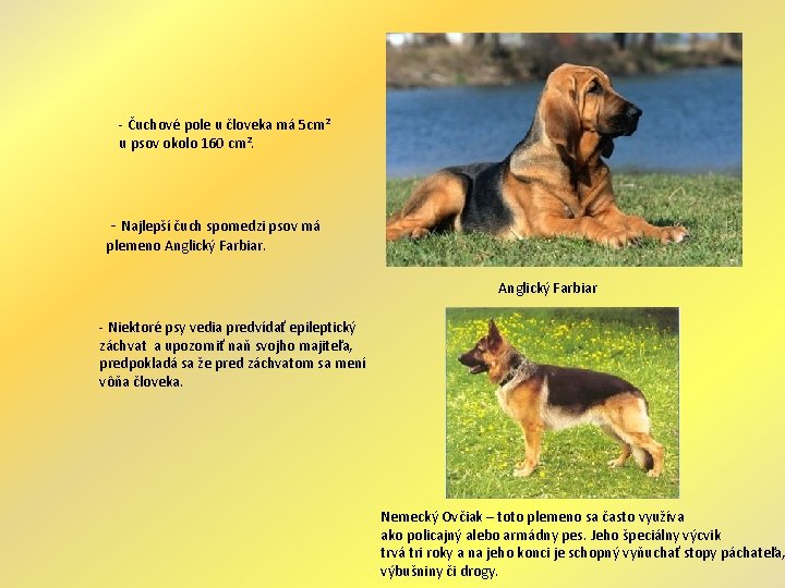 - Čuchové pole u človeka má 5 cm² u psov okolo 160 cm². -