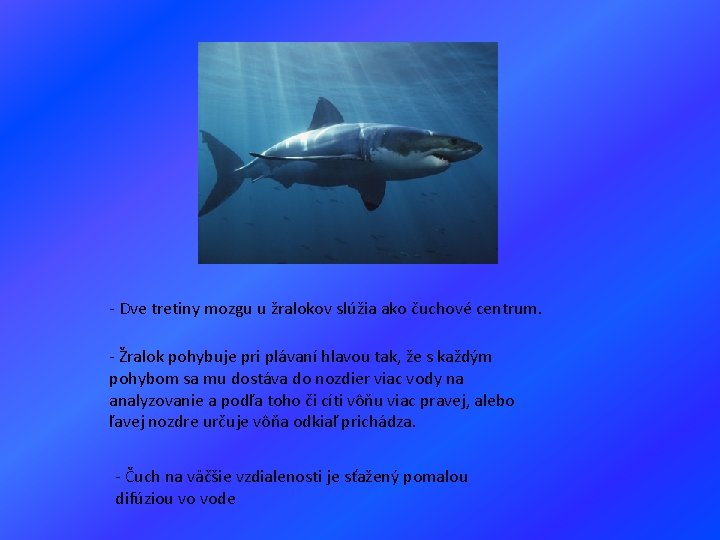 - Dve tretiny mozgu u žralokov slúžia ako čuchové centrum. - Žralok pohybuje pri