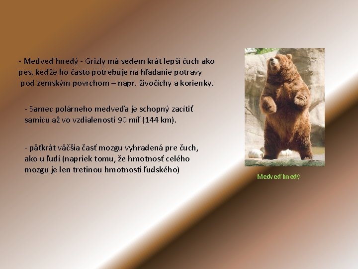 - Medveď hnedý - Grizly má sedem krát lepší čuch ako pes, keďže ho