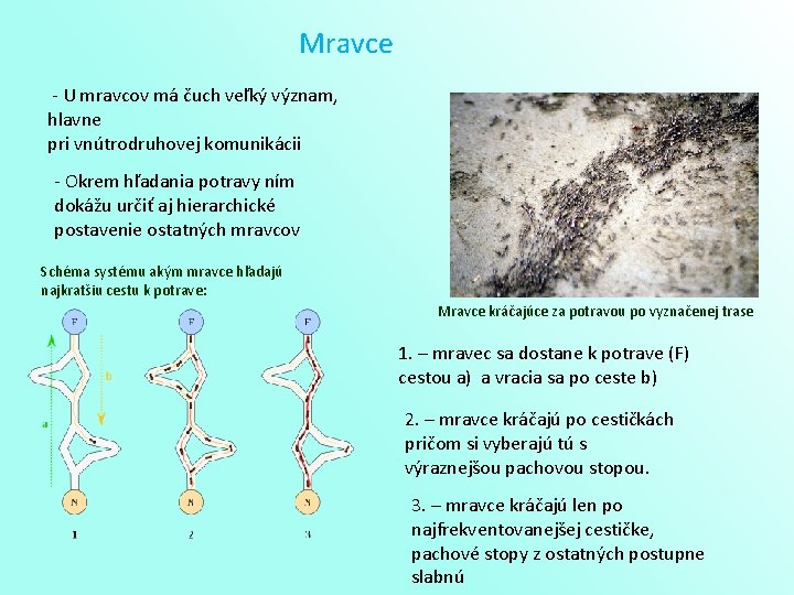 Mravce - U mravcov má čuch veľký význam, hlavne pri vnútrodruhovej komunikácii - Okrem