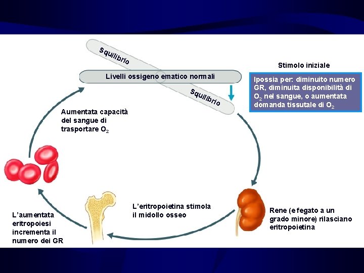 Erythropoietin Mechanism Sq uili bri o Stimolo iniziale Livelli ossigeno ematico normali Sq uili