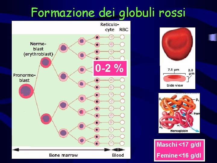 Formazione dei globuli rossi 0 -2 % Maschi <17 g/dl Femine <16 g/dl 