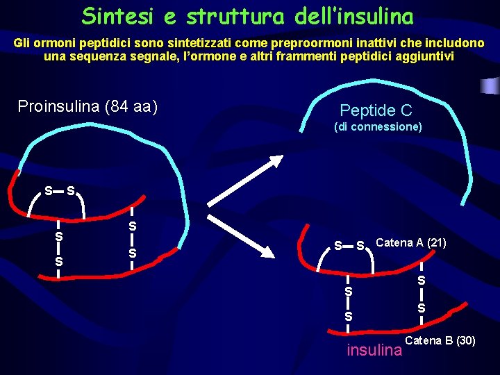 Sintesi e struttura dell’insulina Gli ormoni peptidici sono sintetizzati come preproormoni inattivi che includono