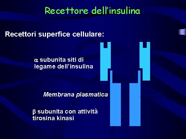 Recettore dell’insulina Recettori superfice cellulare: a subunita siti di legame dell’insulina Membrana plasmatica b
