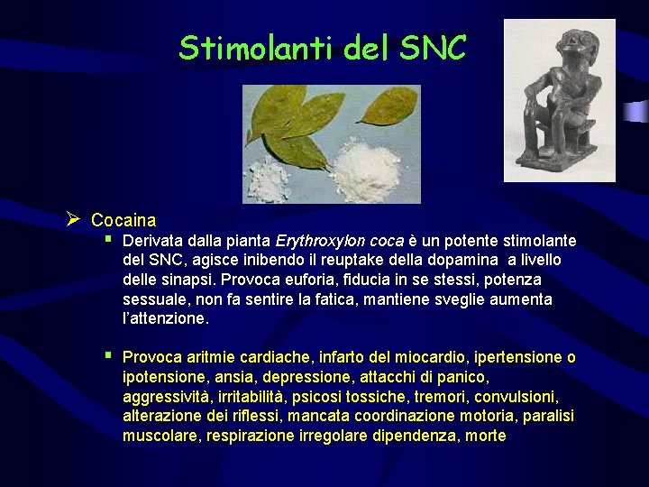 Stimolanti del SNC Ø Cocaina § Derivata dalla pianta Erythroxylon coca è un potente