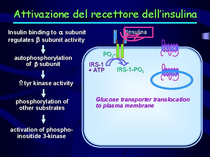 Attivazione del recettore dell’insulina Insulin binding to a subunit regulates b subunit activity Insulina