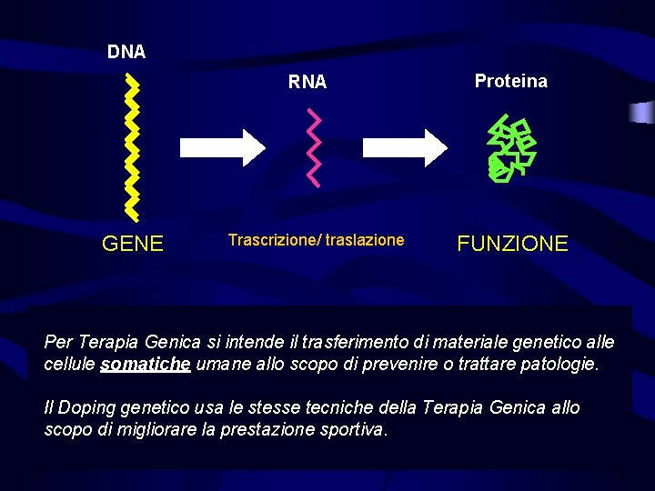 DNA RNA GENE Trascrizione/ traslazione Proteina FUNZIONE Per Terapia Genica si intende il trasferimento