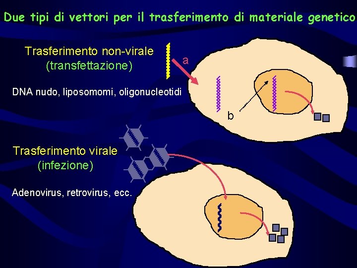 Due tipi di vettori per il trasferimento di materiale genetico Trasferimento non-virale (transfettazione) a