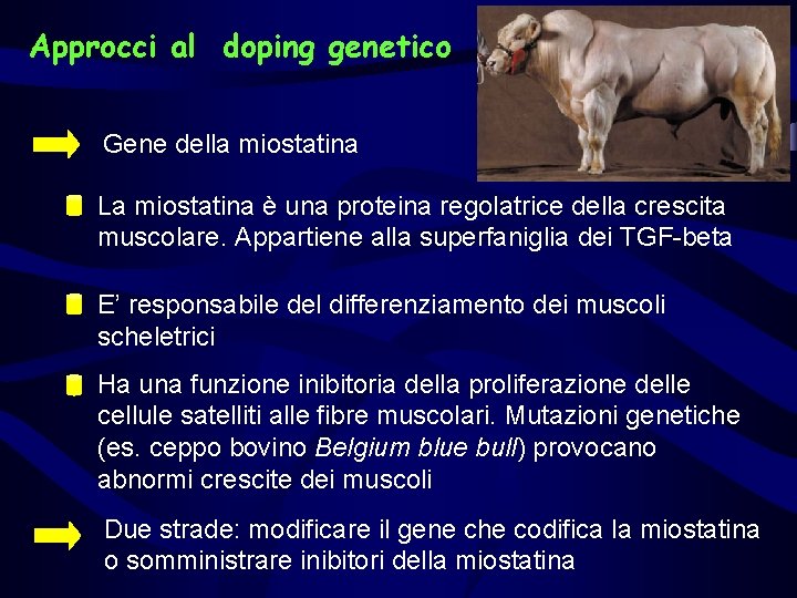 Approcci al doping genetico Gene della miostatina La miostatina è una proteina regolatrice della