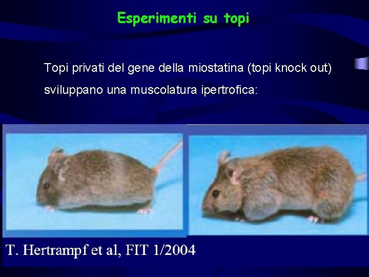 Esperimenti su topi Topi privati del gene della miostatina (topi knock out) sviluppano una