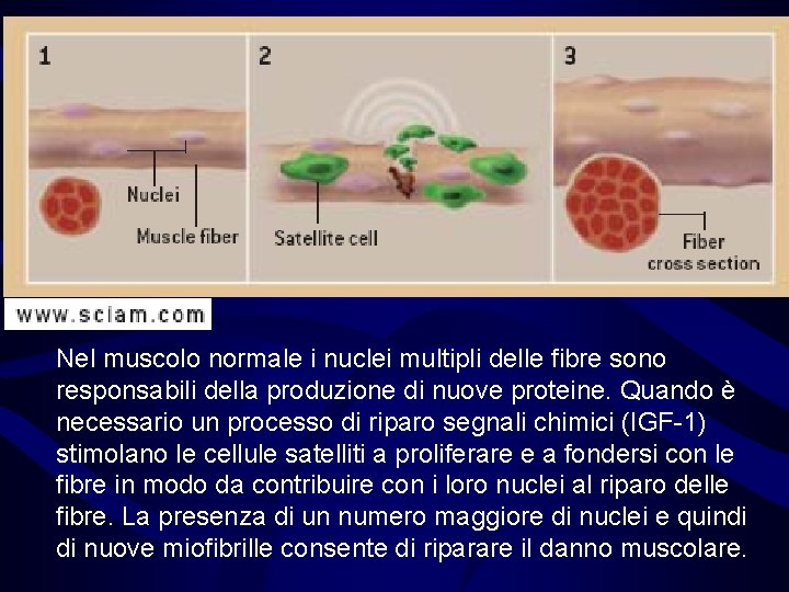 Nel muscolo normale i nuclei multipli delle fibre sono responsabili della produzione di nuove