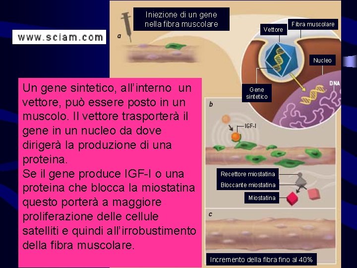 Iniezione di un gene nella fibra muscolare Vettore Fibra muscolare Nucleo Un gene sintetico,