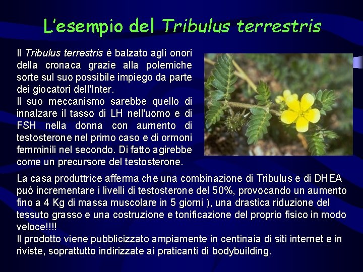 L’esempio del Tribulus terrestris Il Tribulus terrestris è balzato agli onori della cronaca grazie