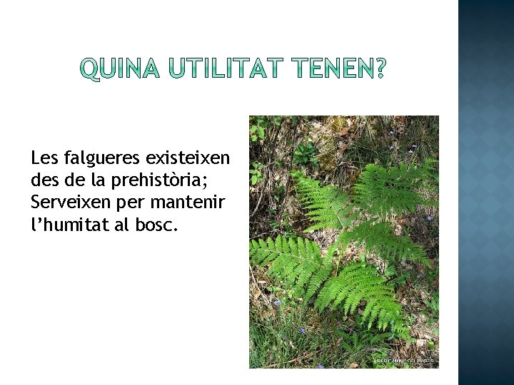 Les falgueres existeixen des de la prehistòria; Serveixen per mantenir l’humitat al bosc. 