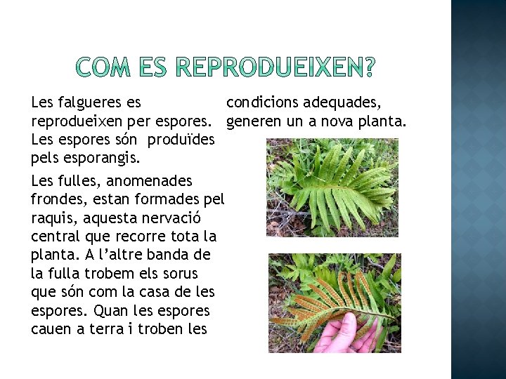 condicions adequades, Les falgueres es reprodueixen per espores. generen un a nova planta. Les