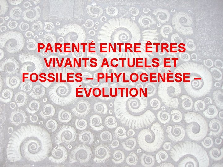 PARENTÉ ENTRE ÊTRES VIVANTS ACTUELS ET FOSSILES – PHYLOGENÈSE – ÉVOLUTION 