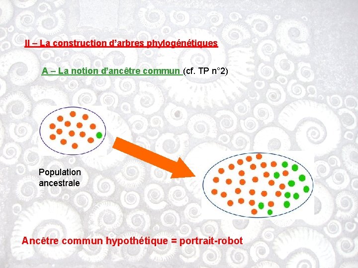 II – La construction d’arbres phylogénétiques A – La notion d’ancêtre commun (cf. TP