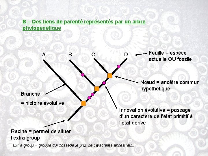 B – Des liens de parenté représentés par un arbre phylogénétique A B C