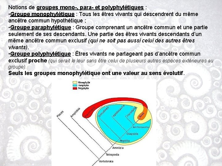 Notions de groupes mono-, para- et polyphylétiques : • Groupe monophylétique : Tous les